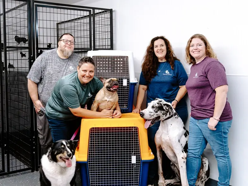 Airline approved pet crate fitting for safe pet travel
