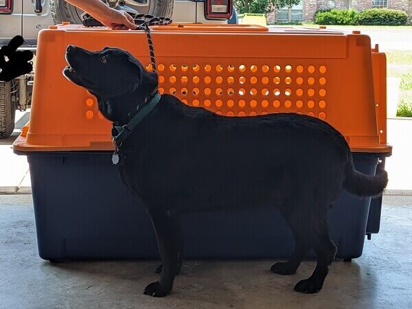 Airline Approved Pet Crates: Requirements for Safe International Pet Travel