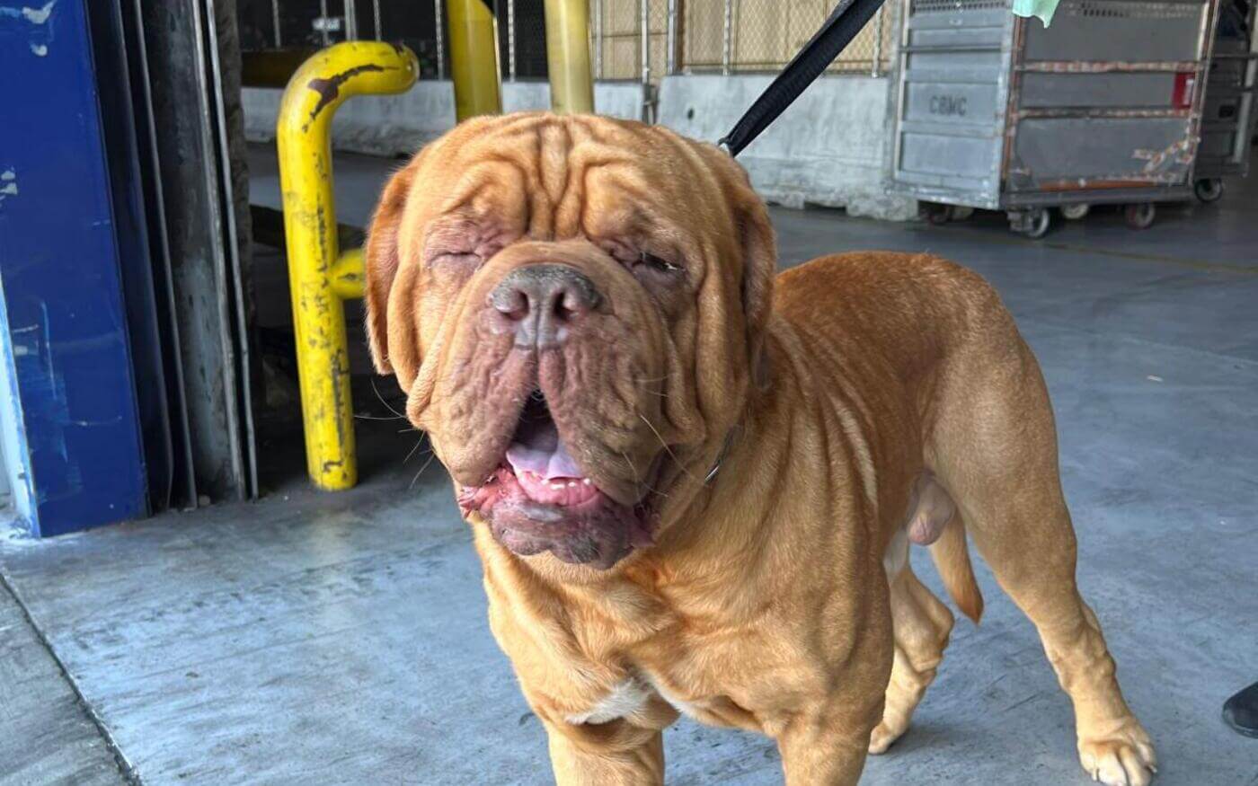 Short snub nose dog airline cargo