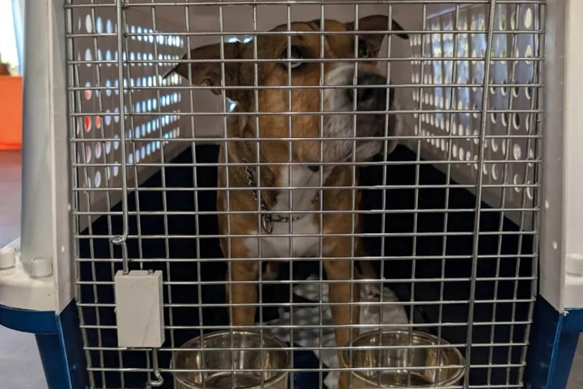 cost to ship a dog internationally