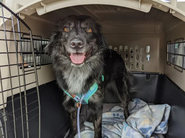 Airline Pet Travel: A Complete Guide to Flying Safely With Your Pet