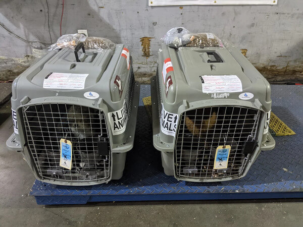 EU Pet Travel Requirements 2026: Documents, Microchips, Health Certificates, and Common Mistakes