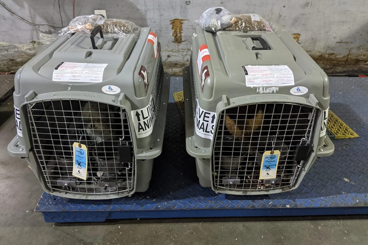 EU Pet Travel Requirements 2026