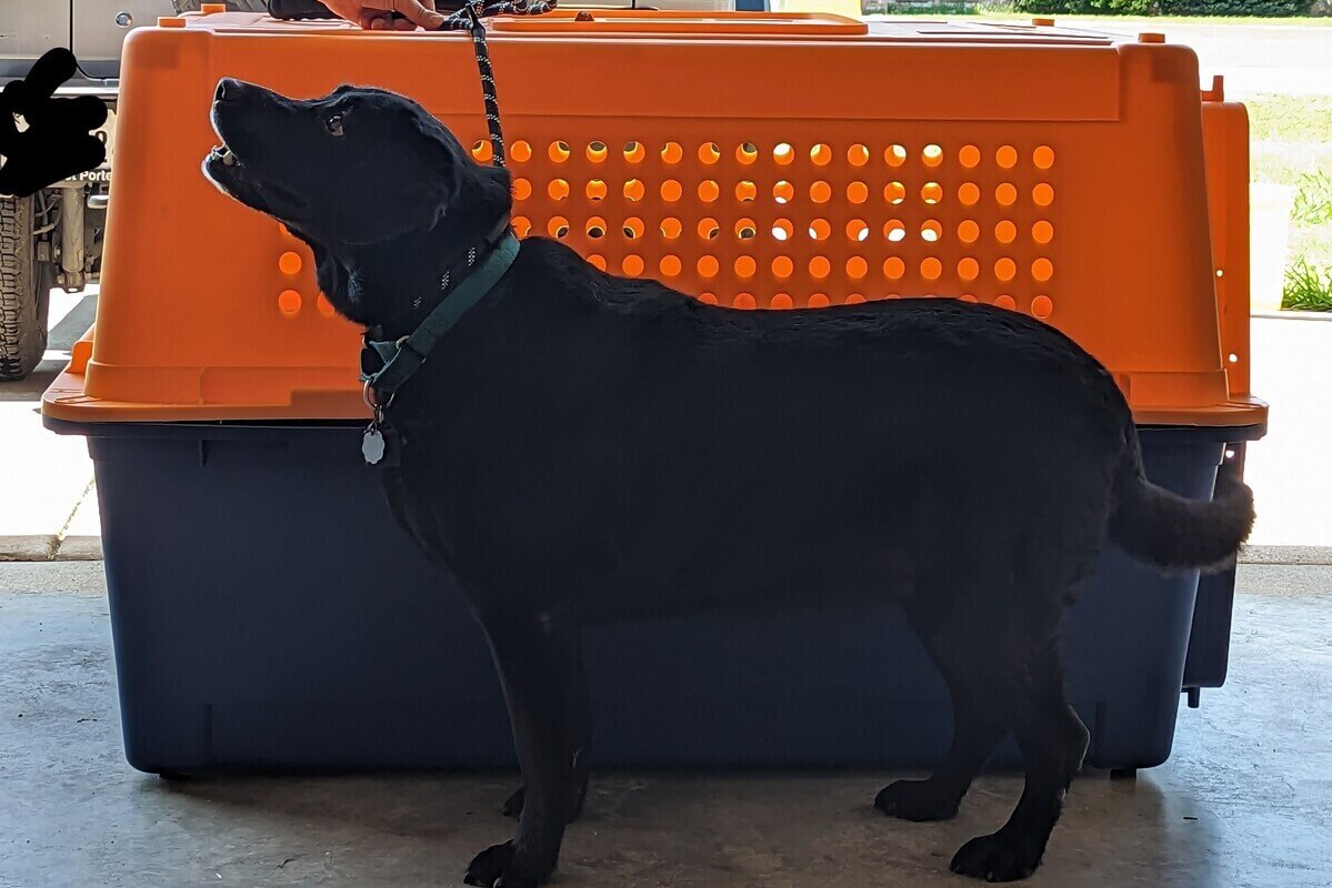 Pet travel crate requirements