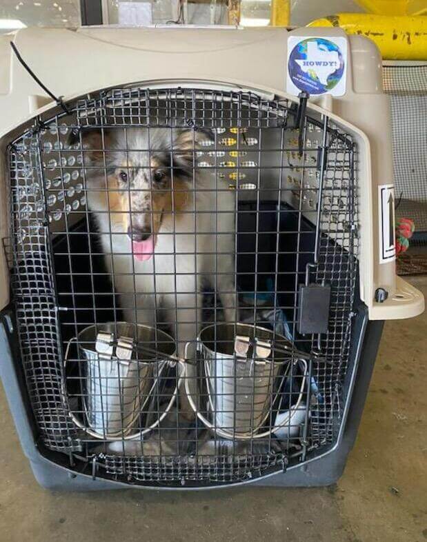 Pet travel crate at airport ready for airline transport