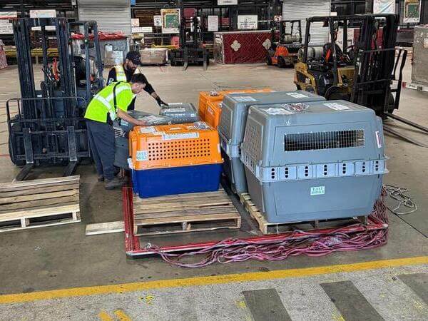 How to Ship a Pet Internationally: Step-by-Step Guide for Safe Pet Transport