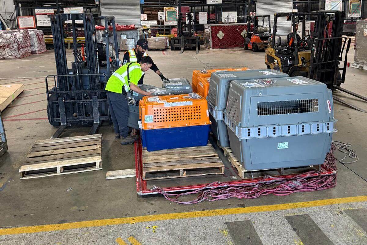 international pet travel