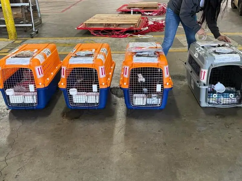 International pet transport with dogs in airline crates at airport cargo facility