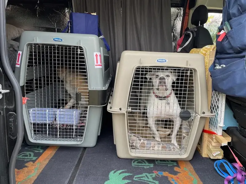 Military pet shipping and PCS pet relocation services for service members