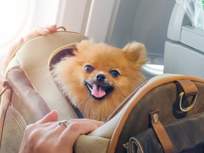 Pet nanny escort traveling with pet in cabin for safe transport