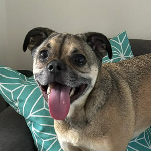 Tot the dog transported from Oregon to Mumbai