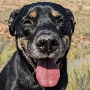 Carson and Meisie relocated safely