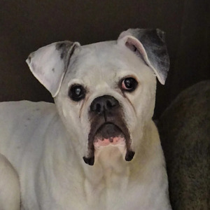 Two large dogs transported internationally