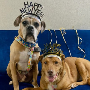 Dogs and cat transported cross country