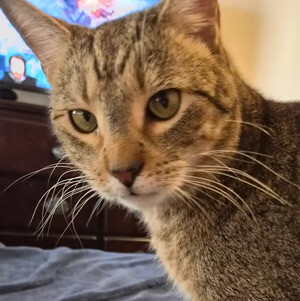 Cats transported safely to Hawaii